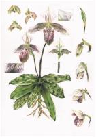 Paphiopedilum purpuratum